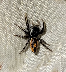 Phidippus insignarius