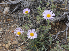 Erigeron argentatus