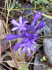 Dichelostemma multiflorum