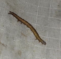 Catocala muliercula