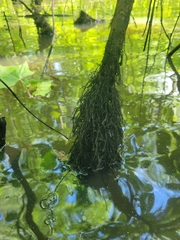 Dichelyma capillaceum