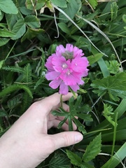 Sidalcea oregana eximia