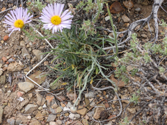 Erigeron argentatus