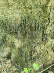 Dichelyma capillaceum