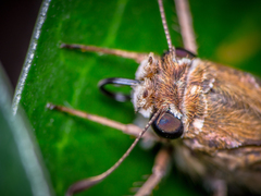 Atalopedes campestris