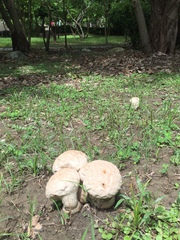 Calvatia lilacina