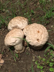 Calvatia lilacina
