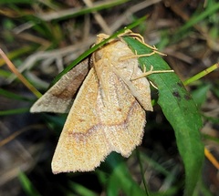 Metarranthis hypochraria