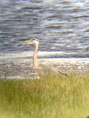 Ardea cinerea