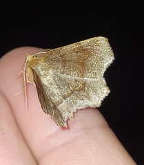 Metarranthis hypochraria