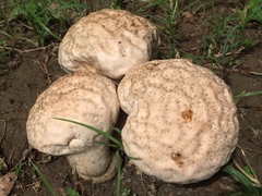Calvatia lilacina