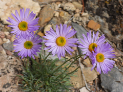 Erigeron argentatus