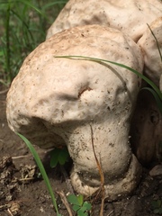 Calvatia lilacina