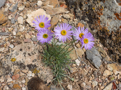 Erigeron argentatus