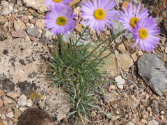 Erigeron argentatus