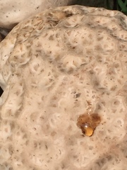Calvatia lilacina