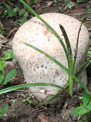 Calvatia lilacina