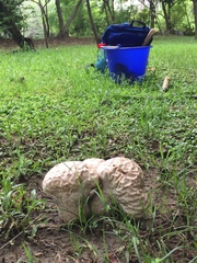 Calvatia lilacina