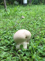Calvatia lilacina