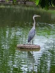 Ardea herodias
