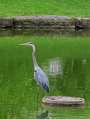 Ardea herodias
