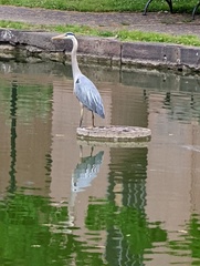 Ardea herodias