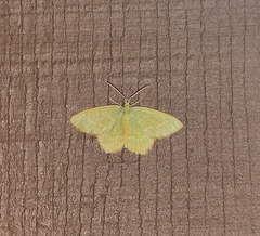 Thalera pistasciaria