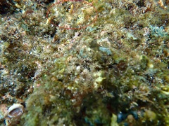 Plagiotremus ewaensis