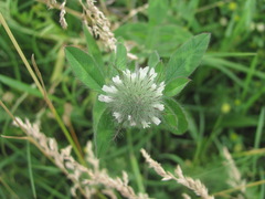 Trifolium diffusum