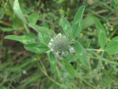 Trifolium diffusum