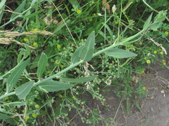 Chondrilla latifolia