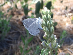 Celastrina echo cinerea