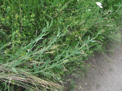 Chondrilla latifolia