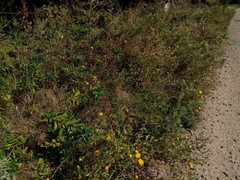 Euphorbia salicifolia