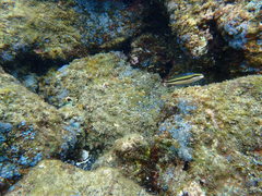 Plagiotremus goslinei