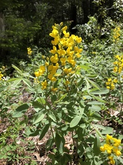 Thermopsis robusta