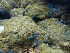 Plagiotremus goslinei