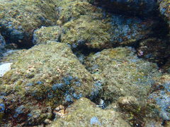 Plagiotremus goslinei