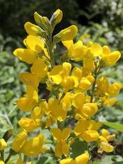 Thermopsis robusta