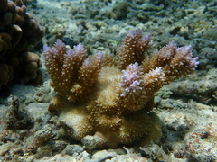Acropora abrotanoides