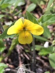 Viola lobata integrifolia