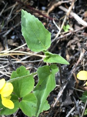 Viola lobata integrifolia