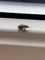 Phyllobius argentatus