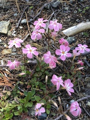 Phlox adsurgens