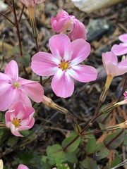 Phlox adsurgens