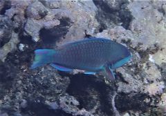 Scarus globiceps