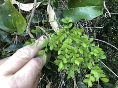 Mezoneuron brachycarpum