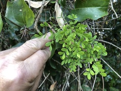 Mezoneuron brachycarpum