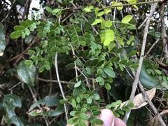 Mezoneuron brachycarpum