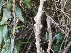 Mezoneuron brachycarpum